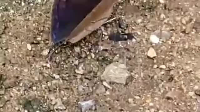 Butterfly disguised as a leaf.