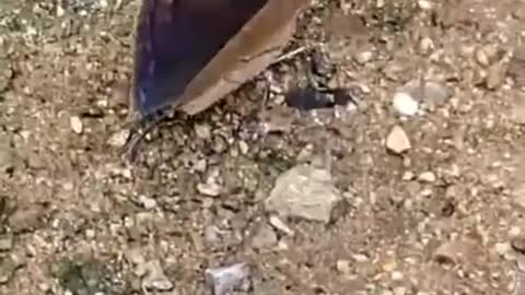 Butterfly disguised as a leaf.