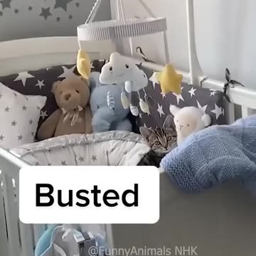 Funny cat and dogs 😂😂