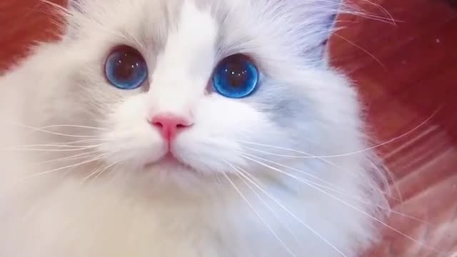 This should be the most beautiful cat I have ever seen