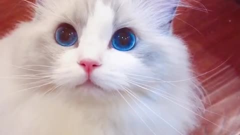 This should be the most beautiful cat I have ever seen