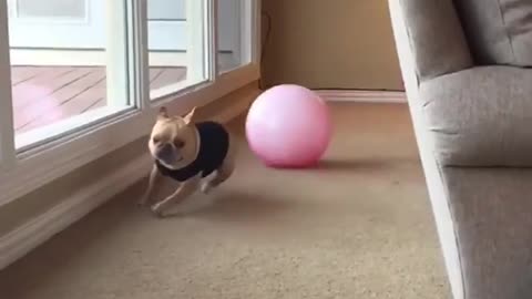 Dog hit by ball