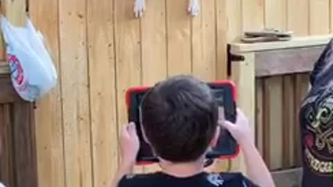 Boxer climbing a fence