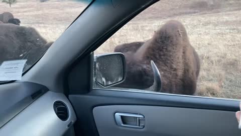 Honda Salt Lick for Bison