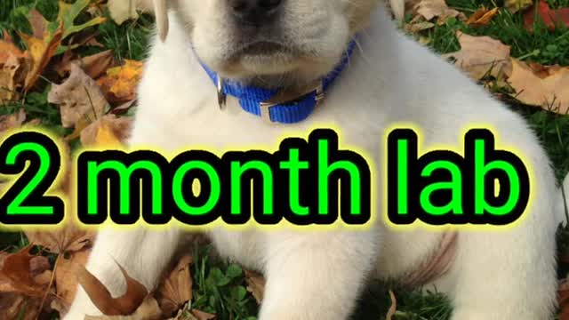 Labrador dog puppy to adult