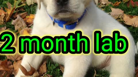 Labrador dog puppy to adult