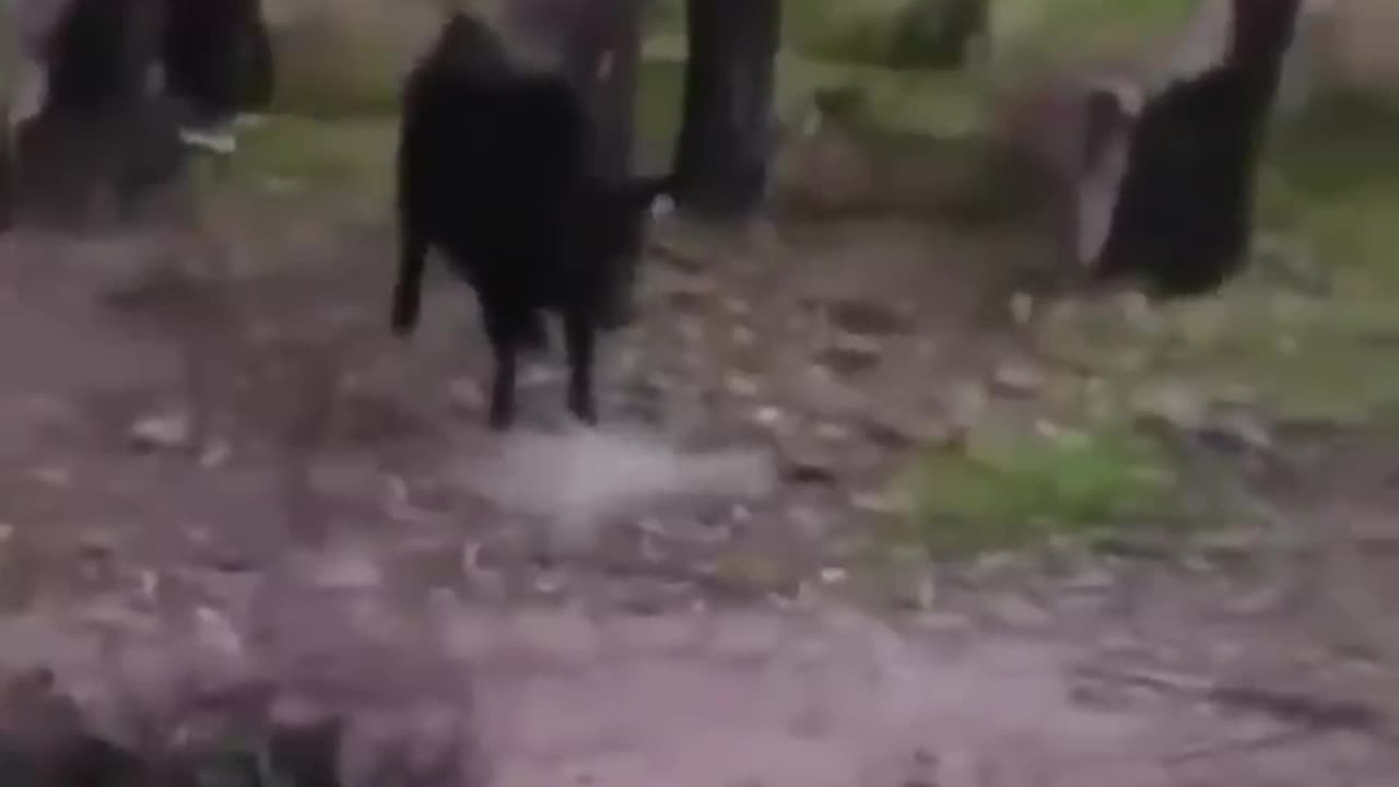 Cute Animals Video