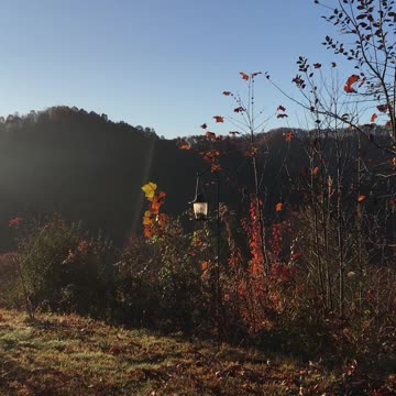 Early Morning Birdsong