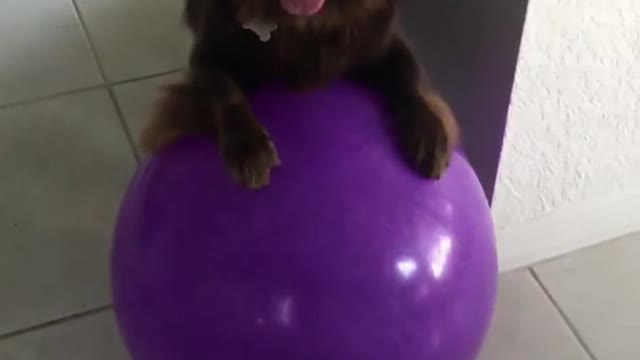 Brown dog chasing large purple ball