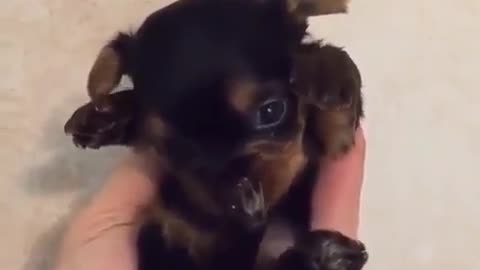 The baby dog is very cute