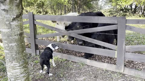 Curious Cows get a kiss