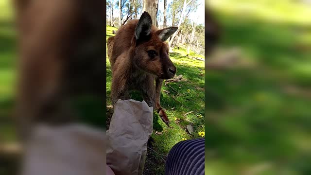 A kangaroo eats quiet