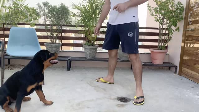 Learn how to train your dog to speak command in training academy