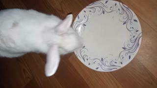 Cutest South Asian Rabbit Loves To welcome While Seeing Someone And Loves To Run