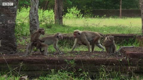 Baby Macaque Bullied | BBC Earth