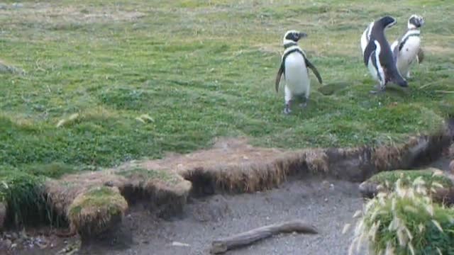 Funny penguin falling on the ground