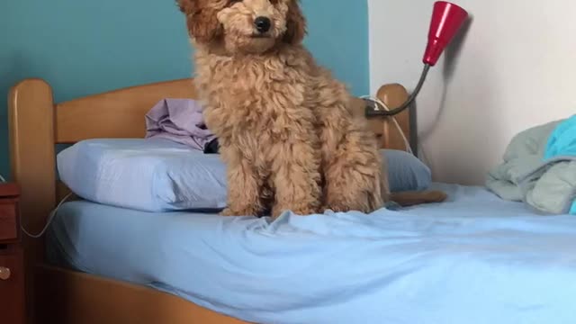 The Cutest Poodle Got Confused By Reacting To Animal Sounds