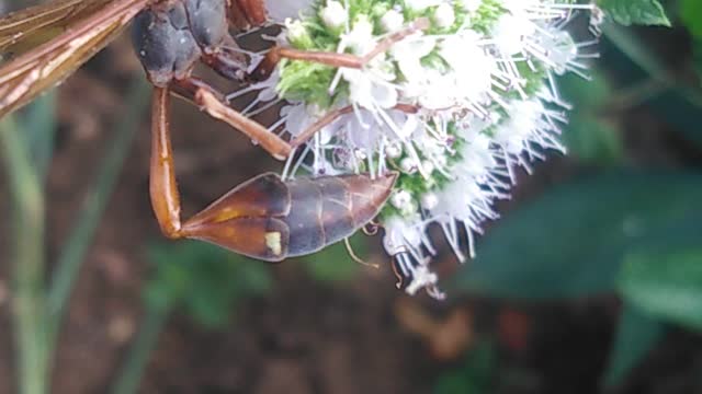 Red Wasp Picking Mint Flowers