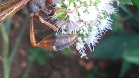 Red Wasp Picking Mint Flowers