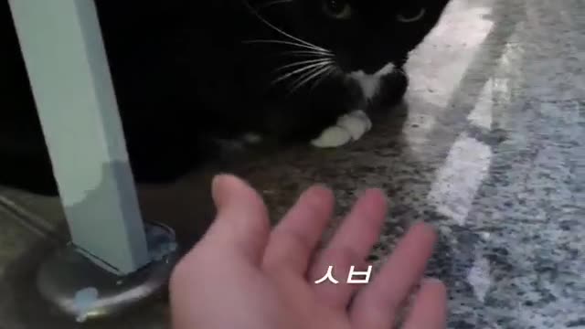 High-five with the kitten you met for the first time?