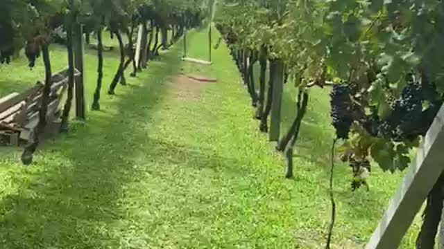 Larentis Wines in Bento Gonçalves, Rio Grande do Sul, Brazil