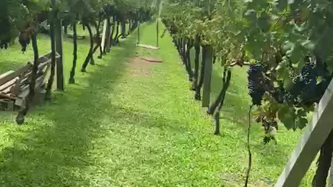 Larentis Wines in Bento Gonçalves, Rio Grande do Sul, Brazil