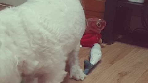 cute dog toys in Korea