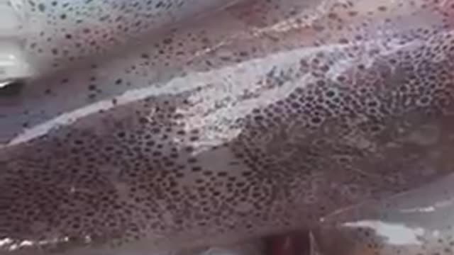 super delicious seafood