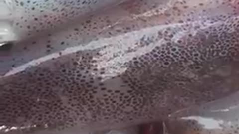 super delicious seafood