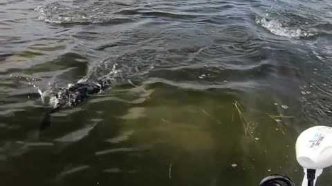 Cormorants following a kayak like a pod of dolphins