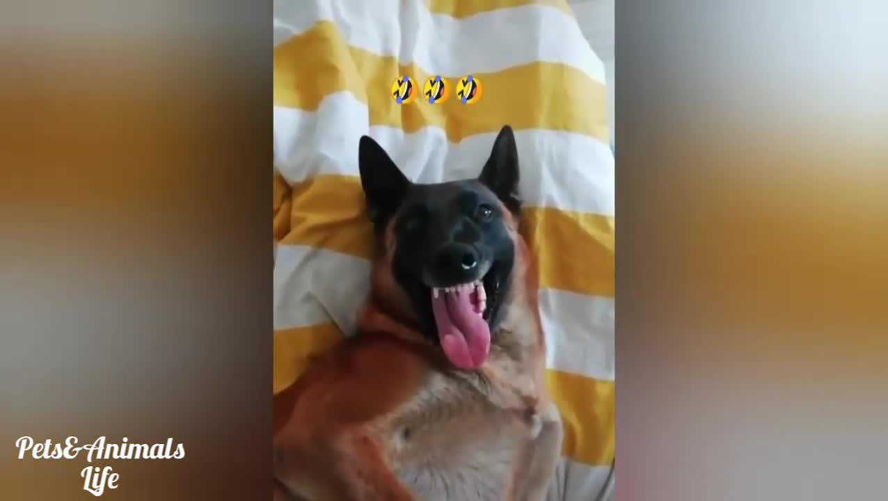 😆😆🤣🤣 Dog laughing video😀🤣😀