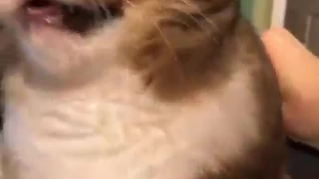 Person tries different kitchen utensils on their cat as hats...