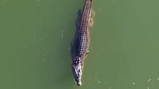 Crocodile in the greatest tranquility