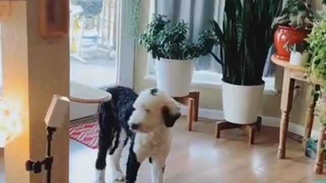 Dog training video