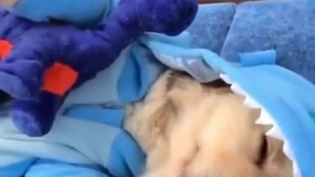 Cute dog sleeping in shark costume