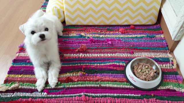 Puppy training to eat