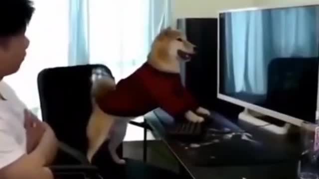 So funny Dog video, Cute ❤️dog playing ⚽game, Dog new funny 😍lovely video