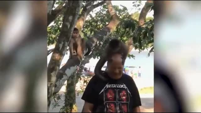 A little monkey playing on the owner's head