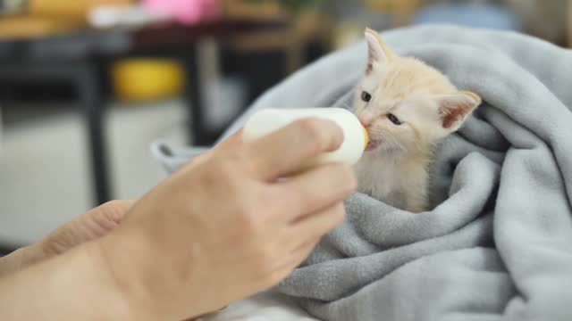 That kitty is so cute.