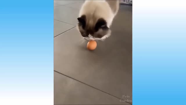 Funniest Dogs and Cats to laugh with