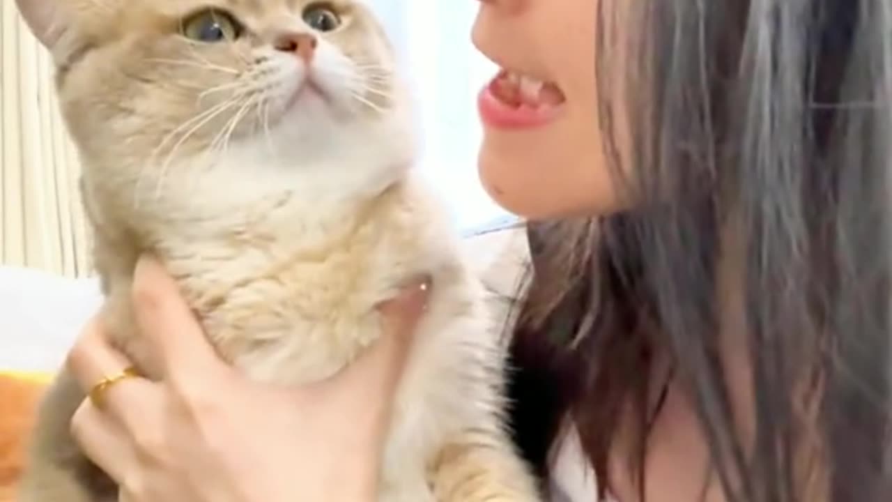 Adorable Feline Frenzy