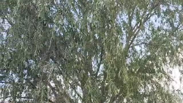 The tall and straight trees correspond to the lake water, I like to enjoy the shade here