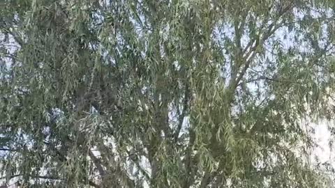 The tall and straight trees correspond to the lake water, I like to enjoy the shade here