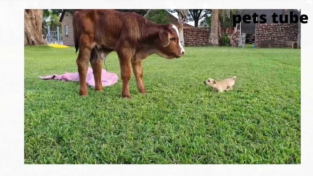 funniest animal videos by pets cats and dogs LAUGH OUT LOUD