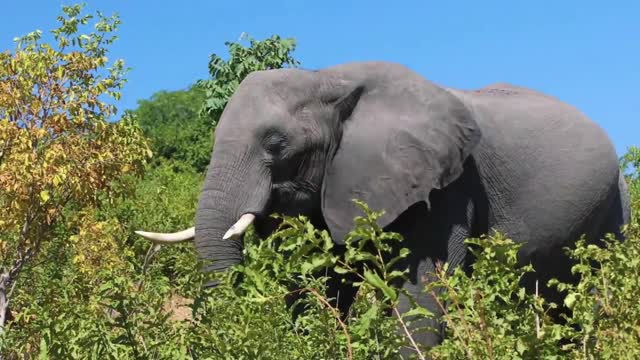 Scenes of deer and elephants eating leaves and grass in the forest.