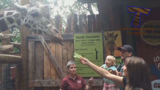 Best funny video