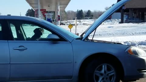 109.car doggo