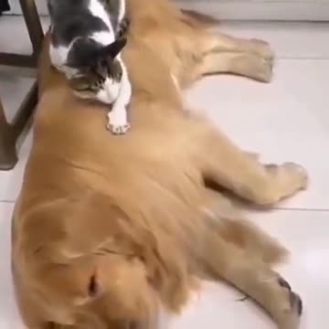 Dog and cat best friends