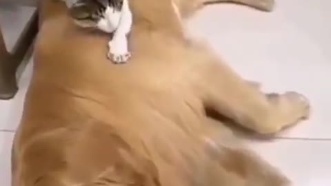 Dog and cat best friends