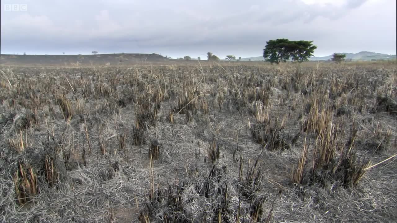 Devastating Wildfires on the Savannah | The Great Rift: Africa's Wild Heart | BBC Earth